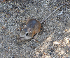 Dipodomys panamintinus