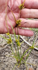 Cyperus houghtonii