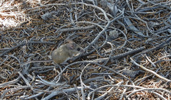 Peromyscus truei
