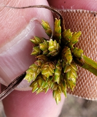 Cyperus houghtonii