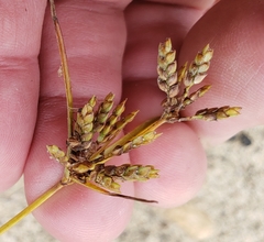 Cyperus houghtonii