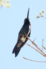 Heliomaster squamosus