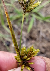Cyperus houghtonii