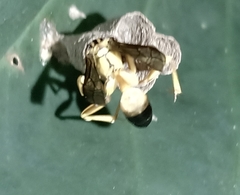 Mischocyttarus cerberus