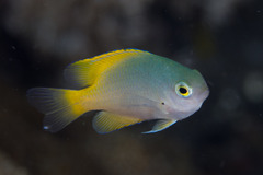 Pomacentrus lepidogenys