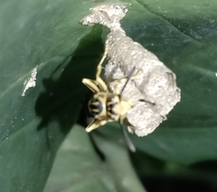 Mischocyttarus cerberus