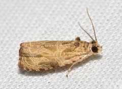 Olethreutes permundana
