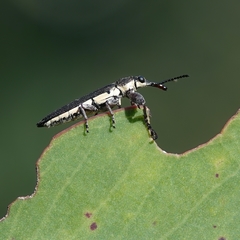 Rhinotia brunnea