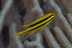 Neoglyphidodon nigroris