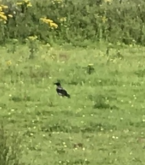 Corvus cornix