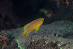 Pomacentrus amboinensis