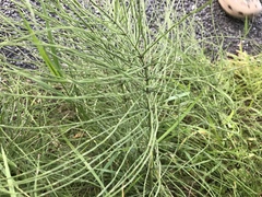 Equisetum arvense