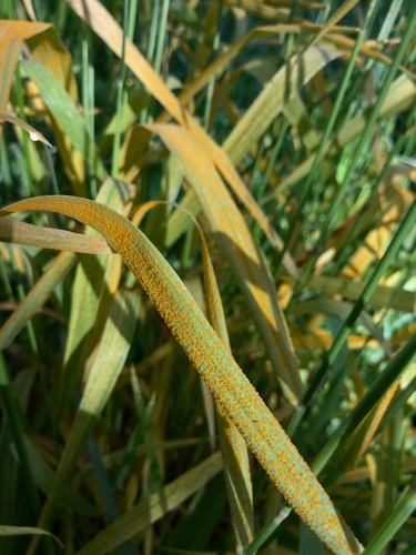 iNaturalist observation photo of rust fungi