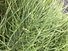 Equisetum arvense