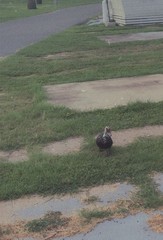 Cairina moschata domestica