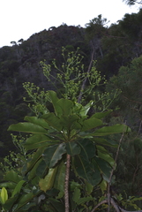 Myodocarpus