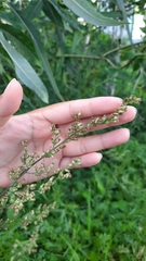 Artemisia vulgaris