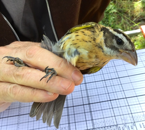 iNaturalist observation photo of Black-headed Grosbeak