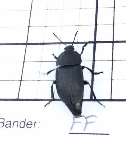 iNaturalist observation photo of Garden Carrion Beetle
