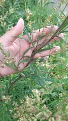 Artemisia vulgaris