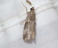 Acrobasis comptella