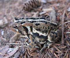 Anaxyrus americanus copei