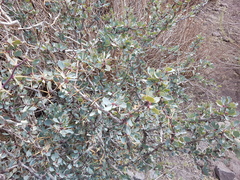 Berberis grevilleana