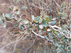 Berberis grevilleana