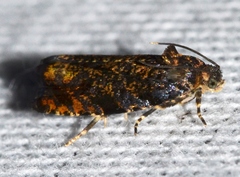 Pristerognatha