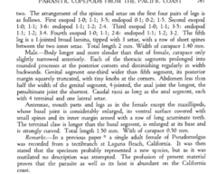 Anthessius navanacis