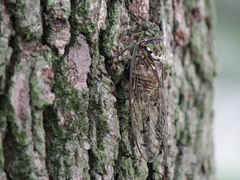 Hyalessa maculaticollis