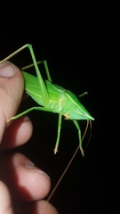 Neoconocephalus ensiger