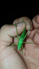 Neoconocephalus ensiger
