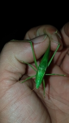 Neoconocephalus ensiger