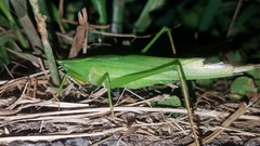 Neoconocephalus ensiger