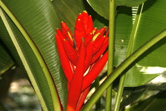 Musa coccinea
