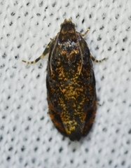 Pristerognatha