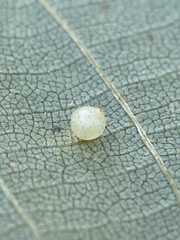 Caryomyia leviglobus