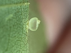 Caryomyia leviglobus