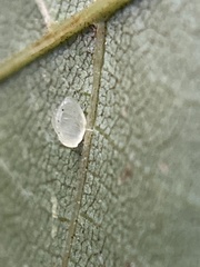 Caryomyia leviglobus