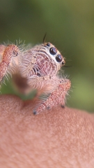Hyllus diardi