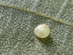 Caryomyia leviglobus