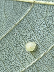 Caryomyia leviglobus