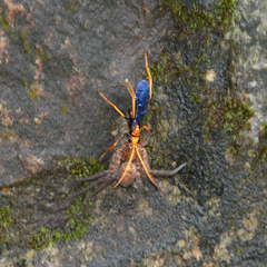 Leptodialepis bipartitus
