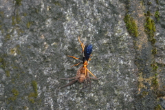 Leptodialepis bipartitus