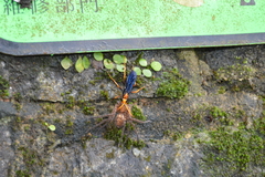 Leptodialepis bipartitus