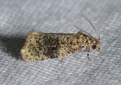 Olethreutes astrologana