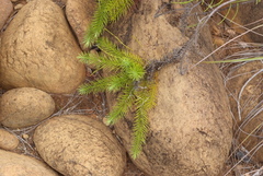 Callitris pancheri
