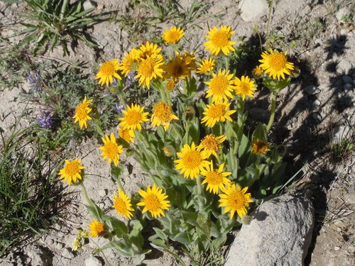 Image of Arnica mollis by (c) Jim Dreier, some rights reserved (CC BY)
