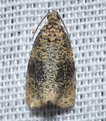 Olethreutes astrologana